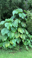 Entelea arborescens