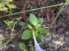 Ruellia caroliniensis