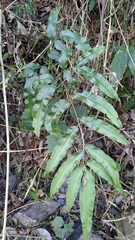 Coniogramme intermedia