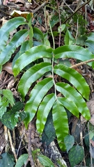 Dryopteris pseudosieboldii