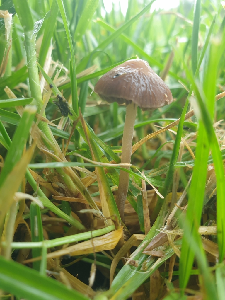 Mower's Mushroom in January 2023 by squeakysneaker · iNaturalist