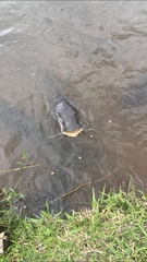 Siluriformes