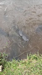 Siluriformes