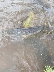 Siluriformes