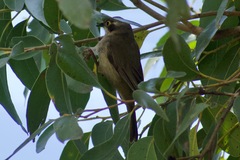 Melithreptus brevirostris