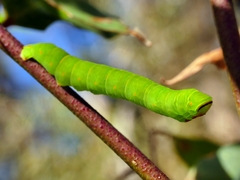 Melanodes anthracitaria