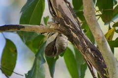 Melithreptus brevirostris