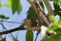 Melithreptus brevirostris