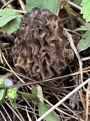 Morchella brunnea