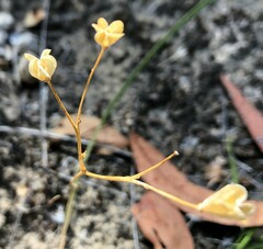 Chamaescilla corymbosa