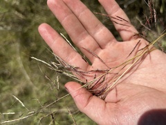 Capillipedium spicigerum