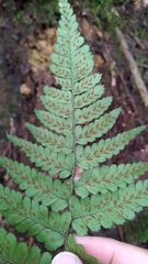 Athyrium arisanense