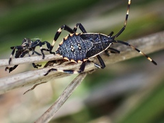 Gelonus tasmanicus