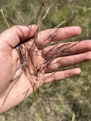 Capillipedium spicigerum