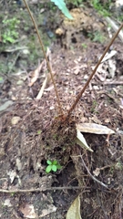 Athyrium arisanense