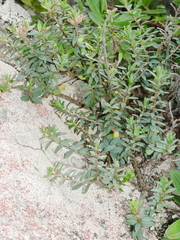 Pimelea cryptica