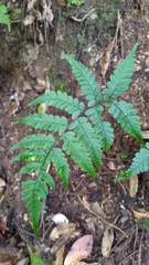 Athyrium arisanense
