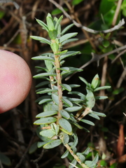 Pimelea cryptica