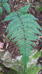 Athyrium arisanense