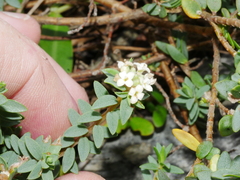 Pimelea cryptica