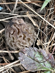 Morchella brunnea