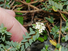Pimelea cryptica