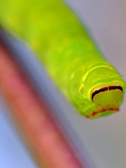 Melanodes anthracitaria