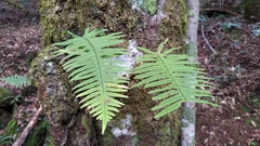 Polypodiodes amoena