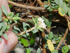 Pimelea cryptica