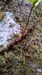 Polypodiodes amoena