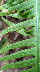 Polypodiodes amoena