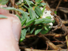 Pimelea cryptica