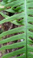 Polypodiodes amoena