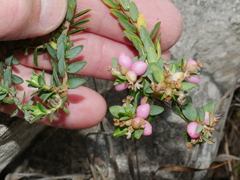 Pimelea cryptica