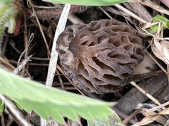 Morchella brunnea