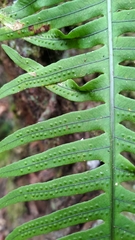 Polypodiodes amoena
