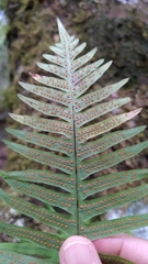 Polypodiodes amoena