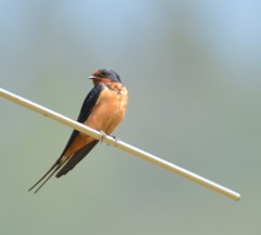 Hirundo rustica gutturalis