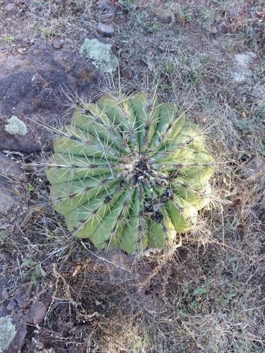 Image of Ferocactus alamosanus by (c) Alejandro Colmenero, some rights reserved (CC BY-SA)