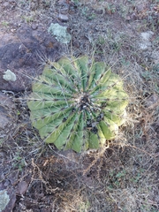 Ferocactus alamosanus