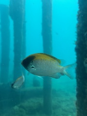 Chromis klunzingeri