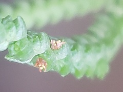 Crassula muscosa