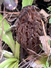 Morchella brunnea