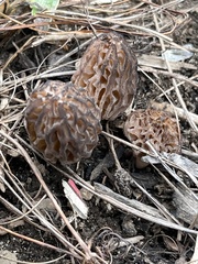 Morchella brunnea
