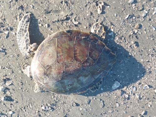 Green Sea Turtle photographed in Louisiana