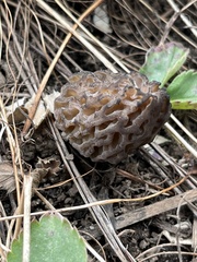 Morchella brunnea