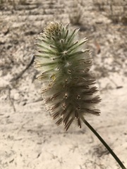 Ptilotus macrocephalus