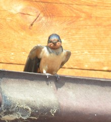 Hirundo rustica gutturalis