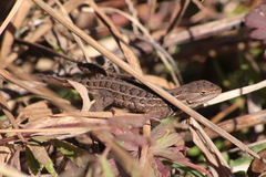 Sceloporus scalaris
