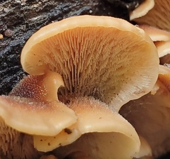 Lentinellus